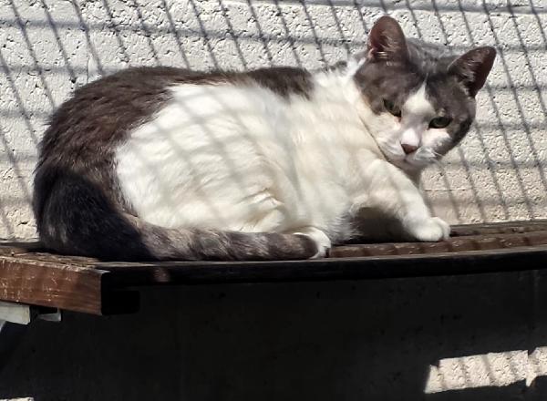 AKIRA DOLCE GATTINA  Foto 3